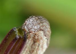 Attēlu rezultāti vaicājumam “Colostygia pectinataria female”