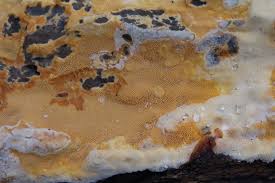 Attēlu rezultāti vaicājumam “Ceriporia”