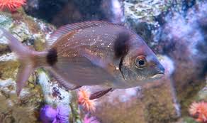 Image result for Diplodus vulgaris