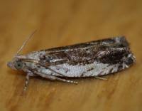 Attēlu rezultāti vaicājumam “Epinotia ramella”