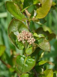 Attēlu rezultāti vaicājumam “Aronia melanocarpa bud”