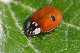 Attēlu rezultāti vaicājumam “Adalia bipunctata”