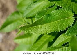 Attēlu rezultāti vaicājumam “Stachys officinalis leaf”