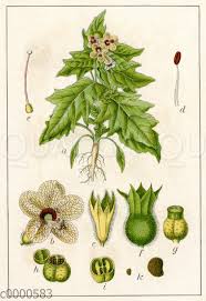 Image result for bilsenkraut