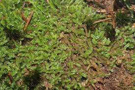 Attēlu rezultāti vaicājumam “Nardia scalaris”