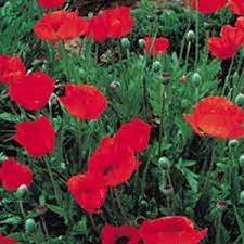 Image result for Papaver orientale