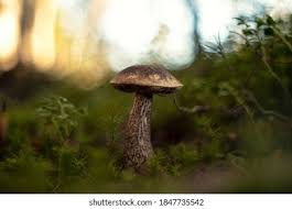 Attēlu rezultāti vaicājumam “Leccinum melaneum”