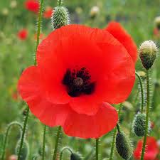 Image result for Papaver rhoeas