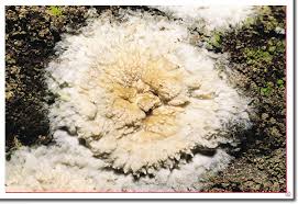 Attēlu rezultāti vaicājumam “Phlebia rufa”