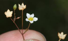 Attēlu rezultāti vaicājumam “Linum catharticum flower”