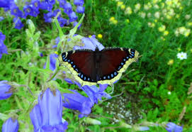 Attēlu rezultāti vaicājumam “Nymphalis antiopa upperside”