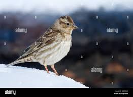 Image result for Petronia petronia