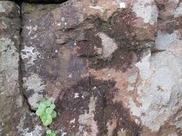 Attēlu rezultāti vaicājumam “Frullania fragilifolia”