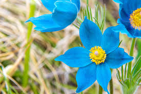 Attēlu rezultāti vaicājumam “Pulsatilla pratensis”