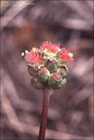 Attēlu rezultāti vaicājumam “Poterium sanguisorba flower”