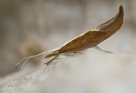 Attēlu rezultāti vaicājumam “Ypsolopha dentella”