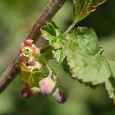 Attēlu rezultāti vaicājumam “Ribes nigrum flower”
