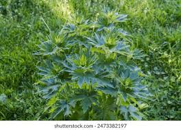 Attēlu rezultāti vaicājumam “Leonurus quinquelobatus leaf”