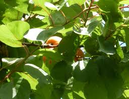 Attēlu rezultāti vaicājumam “Prunus armeniaca leaf”