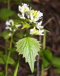 Attēlu rezultāti vaicājumam “Alliaria petiolata”