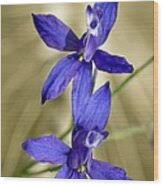 Attēlu rezultāti vaicājumam “Consolida regalis fruit”