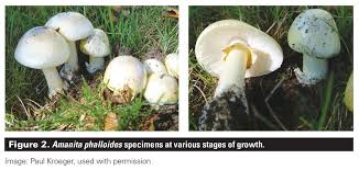 Attēlu rezultāti vaicājumam “Amanita phalloides”