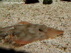 Image result for Pseudobatos lentiginosus