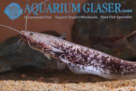 Image result for Silurus glanis