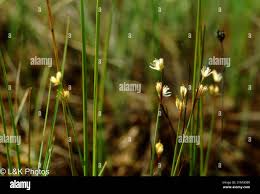 Attēlu rezultāti vaicājumam “Juncus stygius”