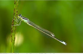 Attēlu rezultāti vaicājumam “Ischnura pumilio”