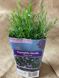 Attēlu rezultāti vaicājumam “Gypsophila muralis fruit”