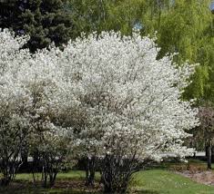 Attēlu rezultāti vaicājumam “Amelanchier canadensis”