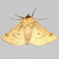 Attēlu rezultāti vaicājumam “Crocallis elinguaria imago”