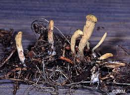 Attēlu rezultāti vaicājumam “Clavariadelphus ligula”