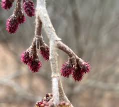 Attēlu rezultāti vaicājumam “Alnus incana female flower”