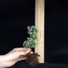 Attēlu rezultāti vaicājumam “Conardia compacta”