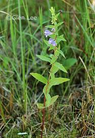 Attēlu rezultāti vaicājumam “Scutellaria galericulata leaf”