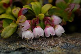 Attēlu rezultāti vaicājumam “Vaccinium vitis-idaea flower”