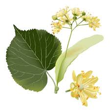 Attēlu rezultāti vaicājumam “Tilia cordata flower”