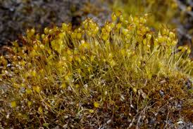 Attēlu rezultāti vaicājumam “Dicranella staphylina”