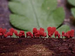 Attēlu rezultāti vaicājumam “Arcyria minuta macro”