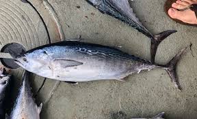 Image result for Euthynnus alletteratus