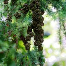 Attēlu rezultāti vaicājumam “Larix kaempferi fruit”