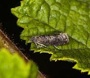 Attēlu rezultāti vaicājumam “Grapholita funebrana”