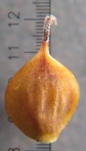 Attēlu rezultāti vaicājumam “Carex diandra fruit”