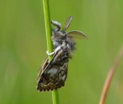 Attēlu rezultāti vaicājumam “Gynaephora selenitica larva”
