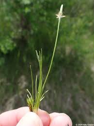 Attēlu rezultāti vaicājumam “Myosurus minimus flower”