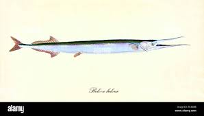 Image result for Belone belone