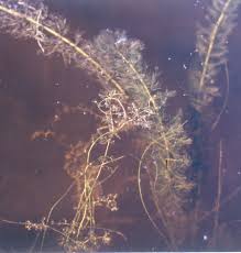 Attēlu rezultāti vaicājumam “Utricularia minor leaf”