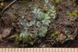 Attēlu rezultāti vaicājumam “Riccia bifurca”